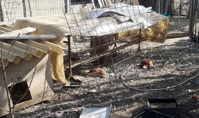 Volpe fa strage di galline