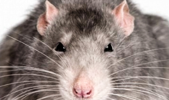I topi vengono segnalati anche nei cortili