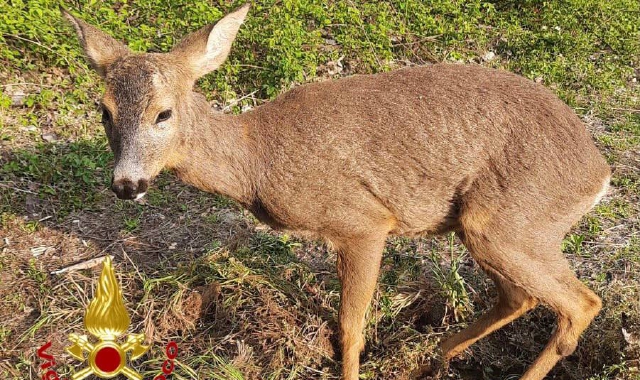 Il capriolo salvato dalle acque del canale (Foto Vdf)