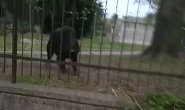 Spopola il cinghiale varesino