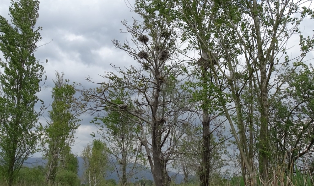 I cormorani sono diventati ormai una presenza fissa