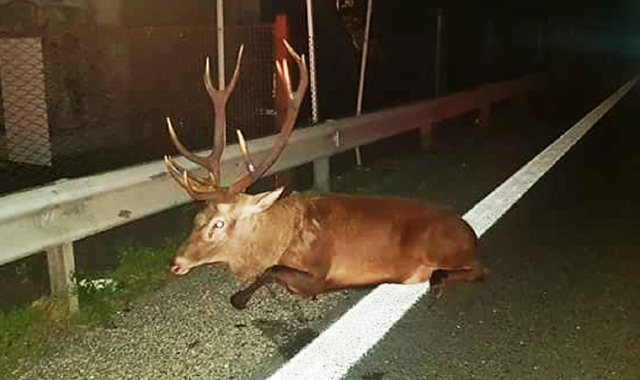 Un altro cervo ha provocato un incidente stradale (Archivio)