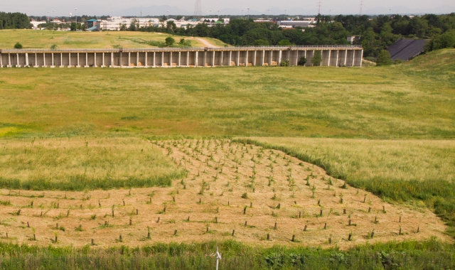 Il primo lotto di alberi piantati davanti al muro di contenimento della discarica (foto Pubblifoto)