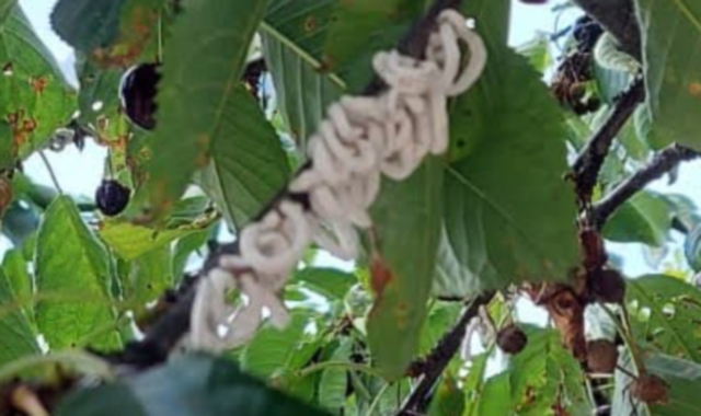 Così la cocciniglia si presenta sui rami degli alberi (foto Blitz)