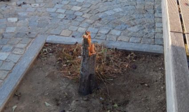L’aiuola dalla quale è stato strappato l’albero di prunus