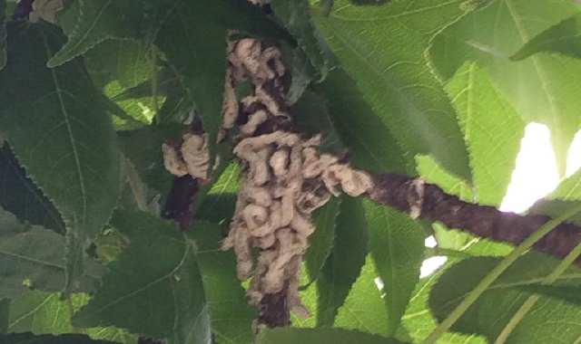 La cocciniglia è arrivata fino ai margini sud della provincia (foto Archivio)