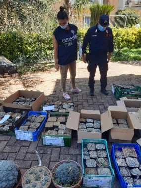 Sequestrate 253 piante Peyote nelle Marche, un arresto