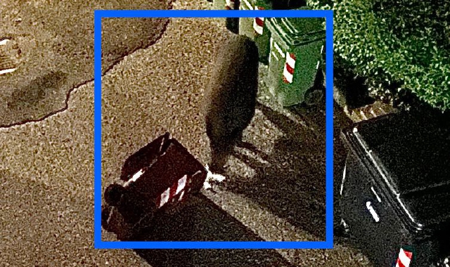 Varese invasa dai cinghiali