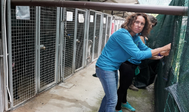 Nuovo canile a Varese: si cercano gestori