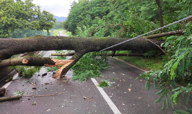 Piante crollate sulla strada a Bisuschio (foto Redazione)