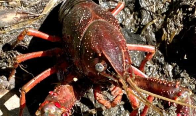 Alcuni appassionati di gamberi rossi americani nella Rongia Nuova di Buguggiate