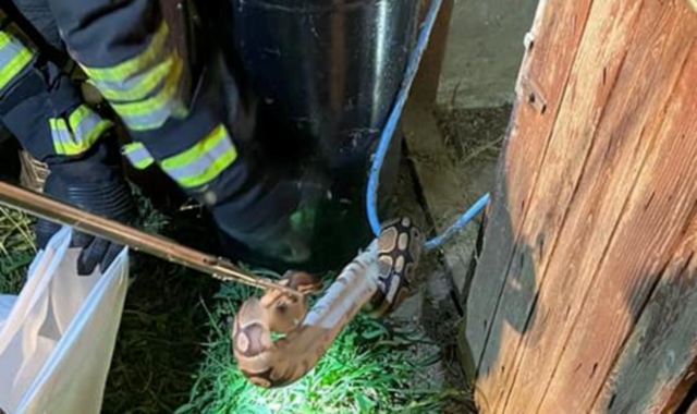 Il pitone recuperato dai vigili del fuoco (Pubblifoto)