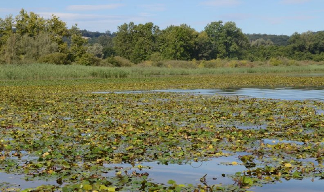 Piante infestanti sul lago