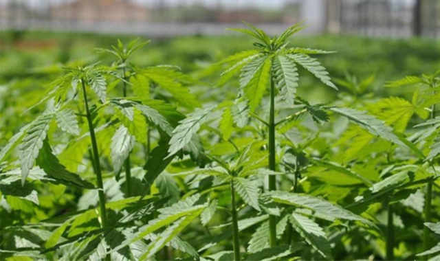 Arrestato e liberato: la cannabis era light