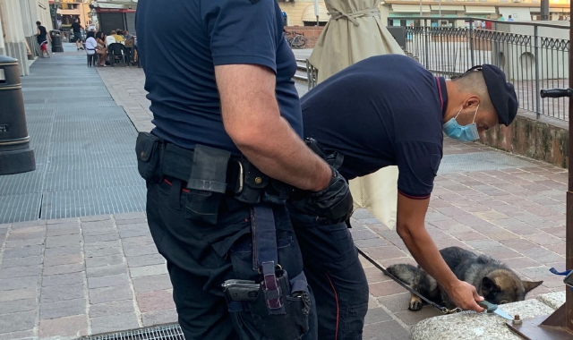 Il pastore tedesco Kevin al lavoro con i carabinieri del Nucleo cinofili 