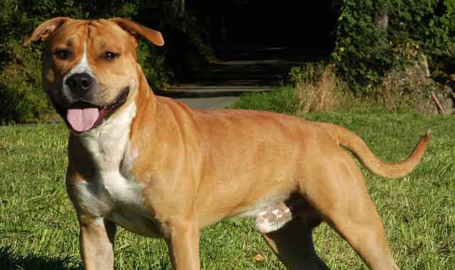 Un esemplare di amstaff, l’American staffordshire terrier (foto Redazione)