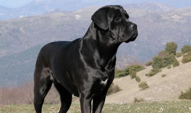 Un esemplare di cane Corso simile a quello descritto dai malnatesi