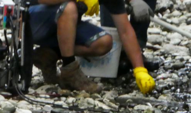 Gli addetti del Servizio ittico della Regione Lombardia ieri in azione