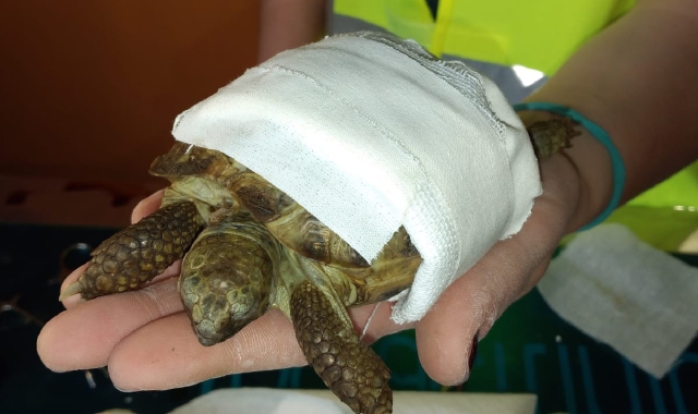 La tartaruga azzannata dal cane