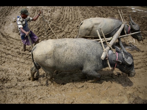 India: bufalo selvatico a rischio di estinzione