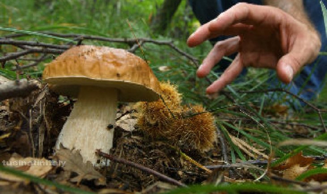Quest’anno si vedono pochi funghi nei boschi del Varesotto (foto Blitz)