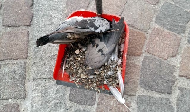 Diversi piccioni morti sono stati trovati nel centro di Saronno (foto Archivio)