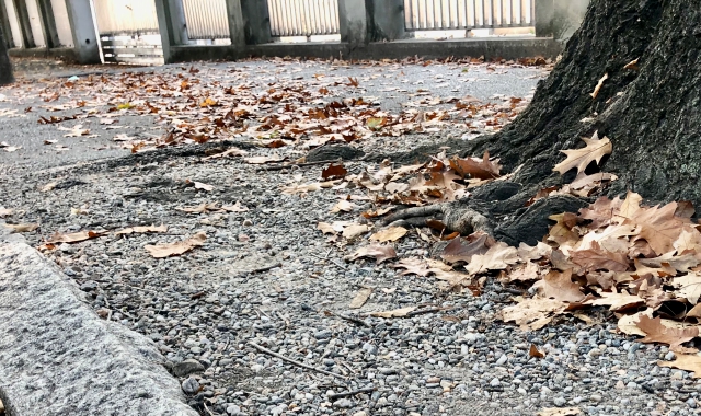 Crepe nell’asfalto e slalom tra le radici delle piante: i marciapiedi di via Torino al centro delle proteste