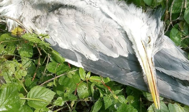 Uno degli esemplari trovati morti (la specie è protetta) e i lavori di recupero al lavatoio nel parco