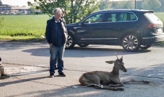 Gli animali selvatici invadono il Saronnese