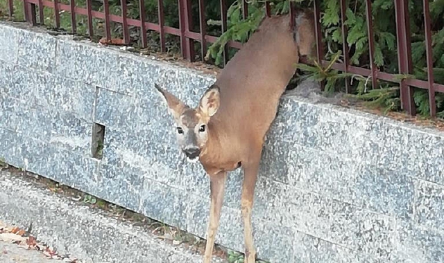 Nebbiuno, salvato un capriolo