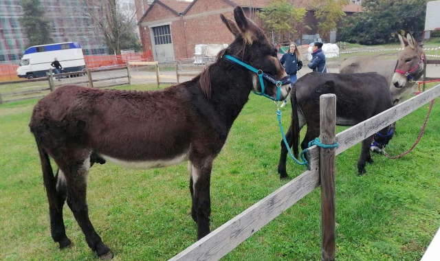 A Gallarate si è svolta ieri la corsa degli asini nell’ambito del Palio Rama di Pomm (foto centopercentoanimalisti)
