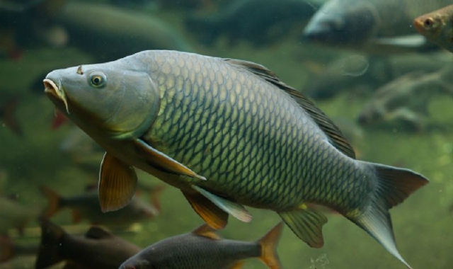 Una carpa (foto Redazione)