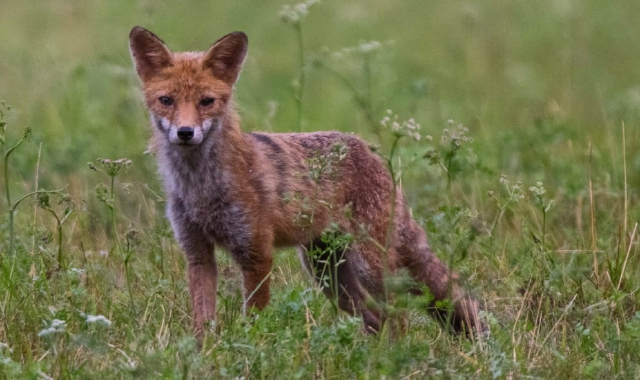 Una volpe (Archivio)