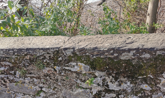 Primula sbocciata nel muro del viale delle Cappelle
