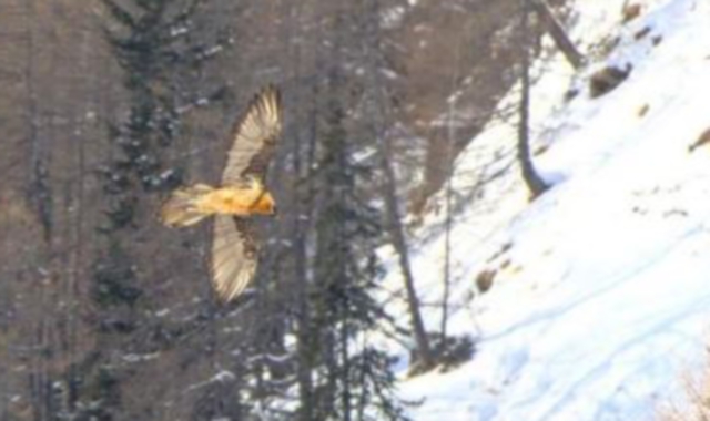 Il gipeto avvistato nei cieli del Verbano Cusio Ossola (Foto Redazione)