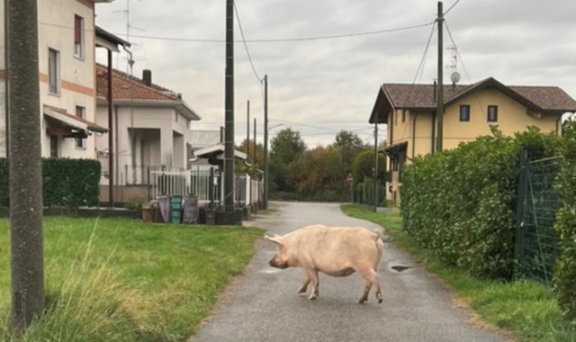 Il maiale «a passeggio» a Cassano (foto Redazione)