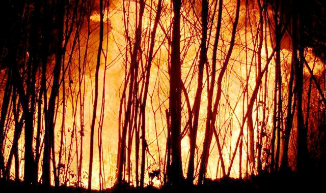 Un incendio boschivo