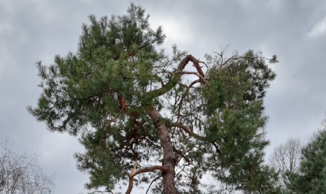 Saronno, è allarme alberi