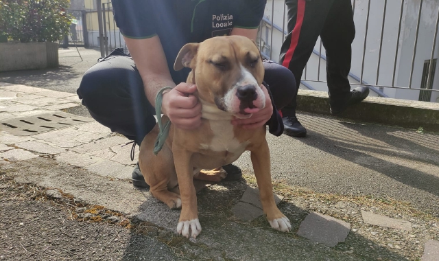 Cislago, pitbull a spasso per il supermercato