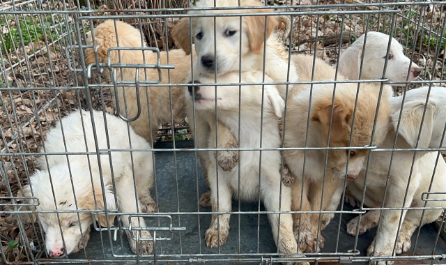 Busto, sette cuccioli da adottare