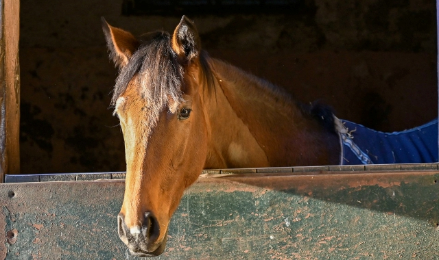 La truffa ha riguardato box per cavalli