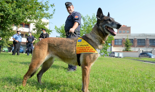 Un cane antiveleno dei carabinieri per trovare le esche con bocconi avvelenati (foto Archivio)