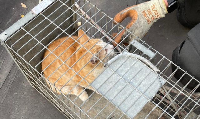 Casorezzo, sparito da un mese: gatto salvato