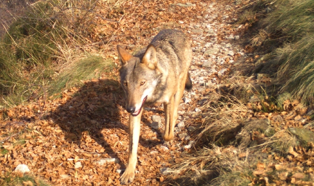 Un lupo a pochi chilometri da Varese