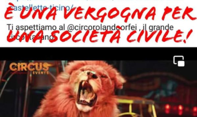 Proteste anche sul web per il circo con animali a Castelletto (foto Redazione)