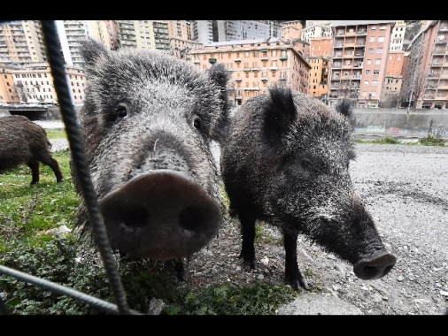 Costa,densità cinghiali 5 volte più alta, prolungare caccia
