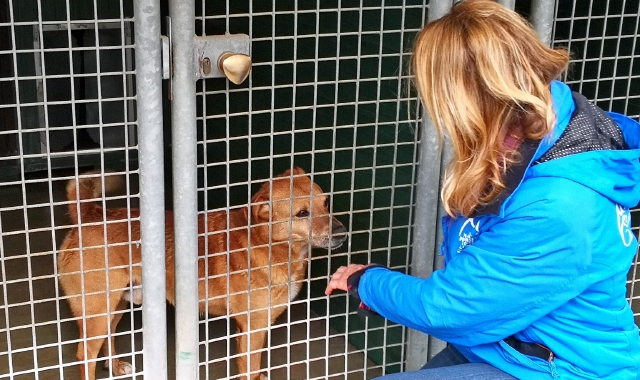 Canile di Varese, una casetta per le adozioni