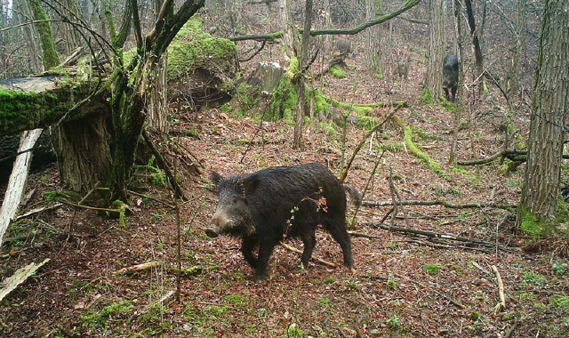 Un cinghiale nel Parco Pineta