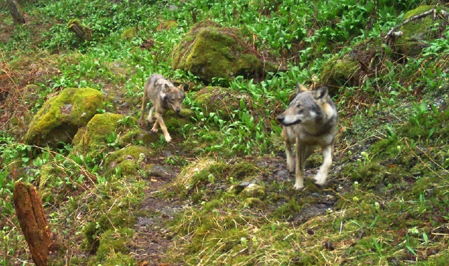 Lupi in aumento nel VCO (foto Marco De Ambrosis)