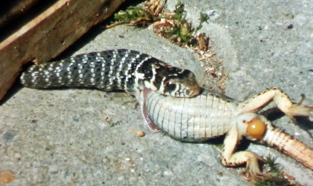Un serpente biacco mentre cerca di inghiottire una lucertola
